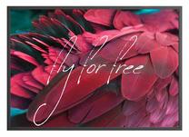Pilt DecoKing Feathers, 70 cm x 50 cm