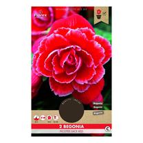 Svogūninės gėlės begonija Picotee Lace Red, 5/6, 2 vnt.