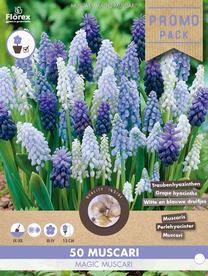 Svogūninės gėlės žydrė MAGIC MUSCARI, 50 vnt.