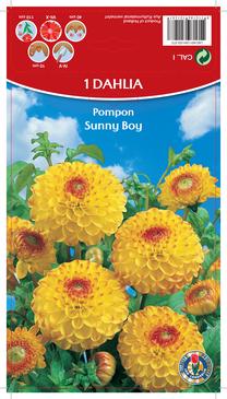 Svogūninės gėlės jurginas Sunny Boy