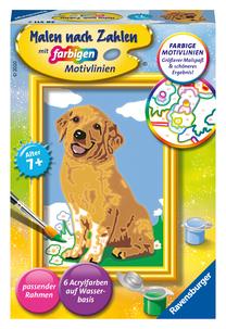 Glezna pēc numuriem Ravensburger Painting by Numbers Golden Retriever, daudzkrāsaina