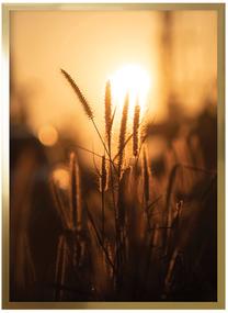 Картина Grass In The Sun, 50 см x 70 см