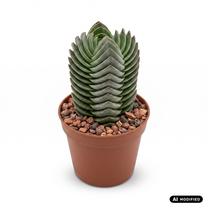 Augalas storlapis Crassula Buddhas Temple, 8 cm, ø8 cm