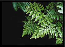 Фотокартина Fern, 54 см x 74 см