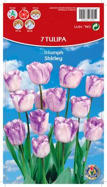 Svogūninės gėlės tulpė SHIRLEY, 10 - 11 mm, 7 vnt.