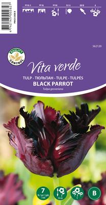 LILLESIBUL SÜGIS VITA VERDE B