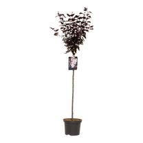 Medis slyva NIGRA, ø23 cm, 80 - 100 cm