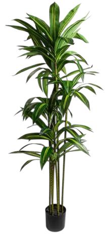 Dirbtinis augalas vazone, dracena Homla Basic Greenora, žalia sp., 160 cm