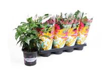 LILL VAZONE KINROŽĖ D12 H35-40CM