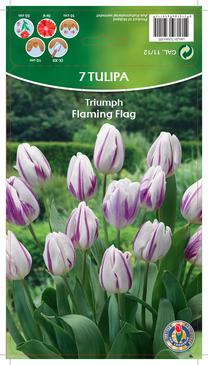 Svogūninės gėlės tulpė FLAMING FLAG, 11 - 12 mm, 7 vnt.