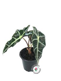 Potilill alokaasia Polly, 40 cm