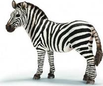 Žaislinė figūrėlė, zebras Schleich 14392, 10 cm, balta sp./juoda sp.