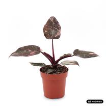 Augalas filodendras Pink Princess, 25 cm, ø12 cm