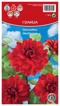 Svogūninės gėlės jurginas Heatwave