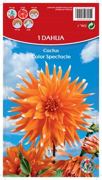 Svogūninės gėlės jurginas Color Spectacle