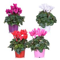 LILL VAZONE CIKLAMENAS D13 H30-35CM