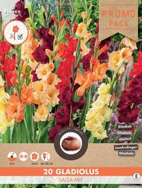 Svogūninės gėlės kardelis SALSA MIX, 12 - 14 mm, 20 vnt.