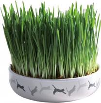 Zāle kaķiem Trixie Grass 42341, 0.05 kg