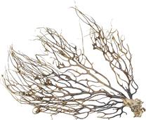 Akvārija dekorācija Gorgonia Root, brūna krās., 25 cm