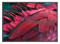 Pilt DecoKing Feathers, 70 cm x 100 cm