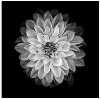 Фотокартина Home4you, 40 см x 40 см