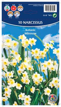 Svogūninės gėlės narcizas MINNOW, 8 - 10 mm, 10 vnt.