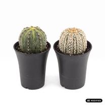 Augalas žvaigždinas Astrophytum Asterias mix, 20 cm, ø14 cm, (spalva/dizainas parenkami atsitiktine tvarka)