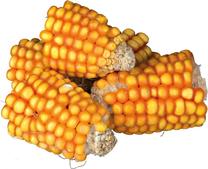 Kārumi grauzējiem Trixie Corn Cobs, trušiem/grauzējiem, 0.3 kg