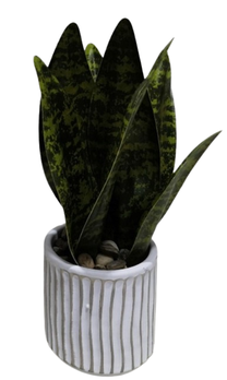 Dirbtinis augalas vazone Homla B2 Sanseviera, žalia sp., 20 cm