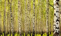Fototapete Artgeist Birch Forest, 270 cm x 450 cm