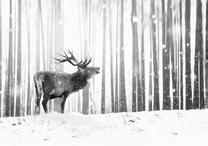 Фотообои Artgeist Deer In The Snow (Black And White), 210 см x 300 см
