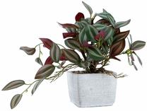 Dirbtinis augalas vazone Home4you Greenland, žalia sp., 19 cm