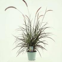 Augalas soruolė Rubrum, 35 - 40 cm, ø17 cm
