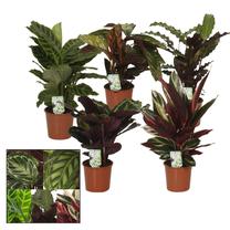 Augalas kalatėja Mix, 40 - 50 cm, ø14 cm, (spalva/dizainas parenkami atsitiktine tvarka)