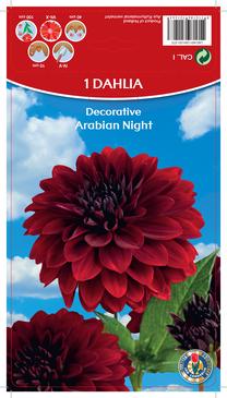 Svogūninės gėlės jurginas Arabian Night