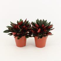 Taim peperoomia ROSSO, 20 cm, ø12 cm