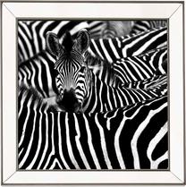Фотокартина Kalune Design Zebra T721, 70 см x 70 см