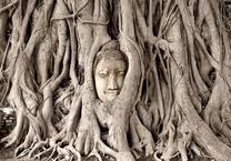 Fototapete Artgeist Buddha'S Tree, 175 cm x 245 cm