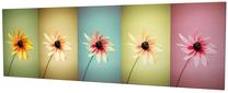 Reprodukcija Wallity, 257mjs1274, 80 cm x 30 cm