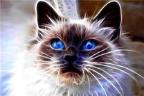 Deimantinė mozaika Norimpex Cat Magic, įvairių spalvų