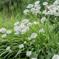 Gėlė astrantija Major White, 25 cm, ø11 cm
