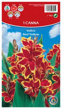 Svogūninės gėlės kana Red Yellow