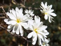 Krūmas magnolija Royal Star, ø23 cm, 50 - 60 cm