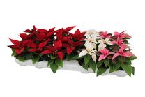 Gėlė vazone puansetija MIX, Ø14 cm, 35 cm