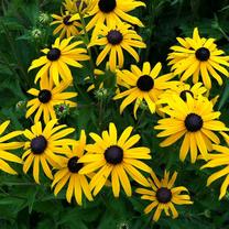 Gėlė rudbekija Goldstrum, 25 cm, ø11 cm