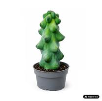 Augalas kaktusas Fukurokuryuzinboku, 6.5 cm, ø8 cm