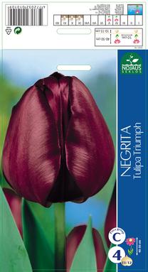Svogūninės gėlės tulpė NEGRITA, 11 - 12 mm, 4 vnt.