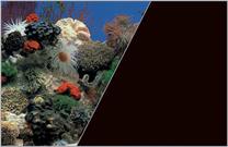 Akvārija fons Zolux Coral 354870, daudzkrāsaina, 120 cm
