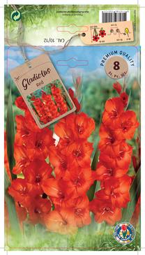 Svogūninės gėlės kardelis Red, 10 - 12 mm, 8 vnt.