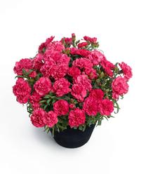 Gėlė vazone daugiametis gvazdikas, D12 H30 cm